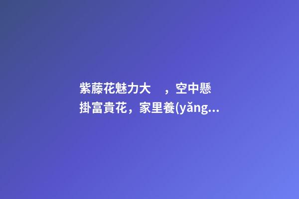 紫藤花魅力大，空中懸掛富貴花，家里養(yǎng)一盆，風(fēng)水保家